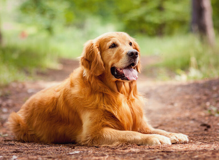 GoldenRetriver-1