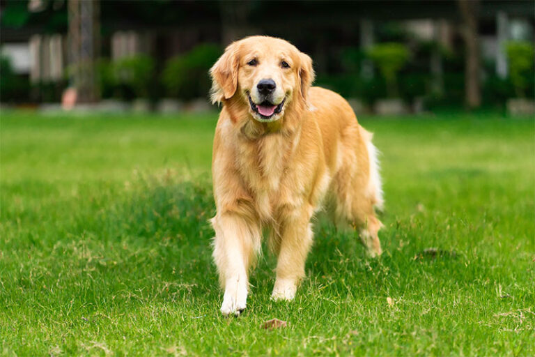 GoldenRetriver-2
