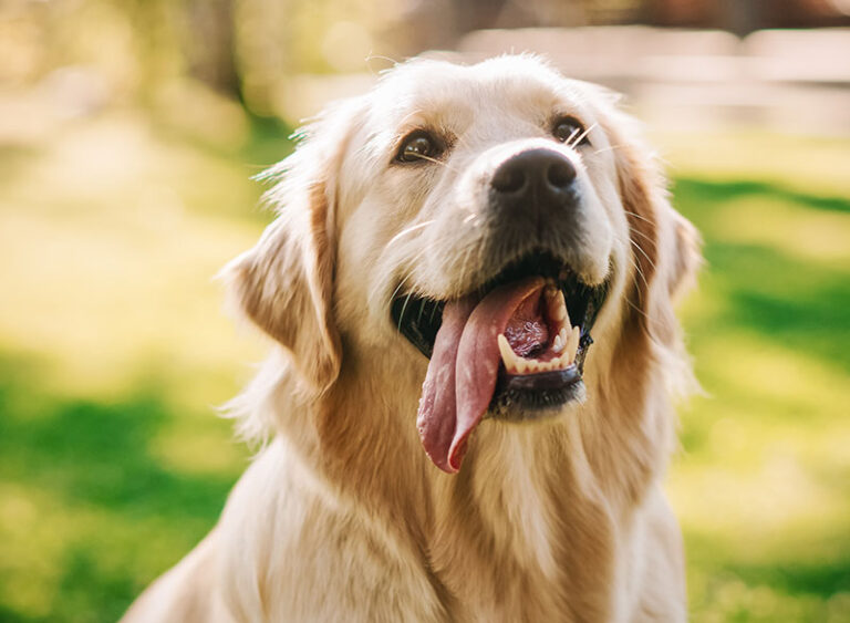 GoldenRetriver-3