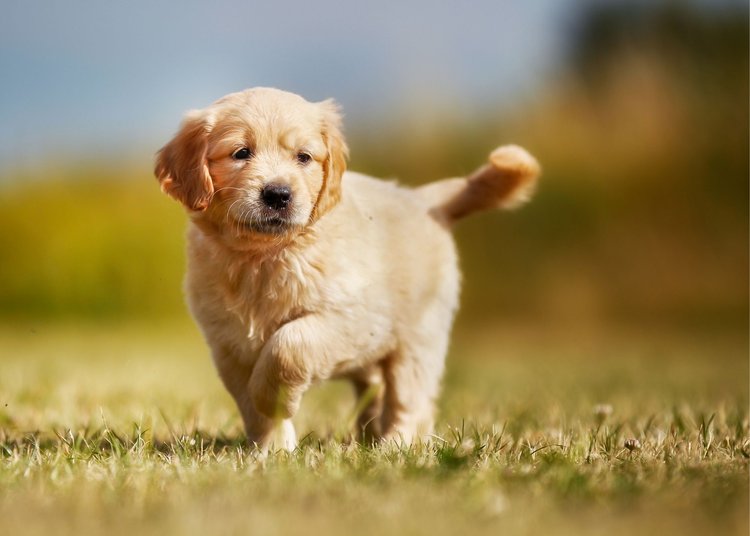 GoldenRetriver-4